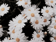 기나긴 밤이 흐르면