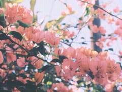 당신이 없는 밤은