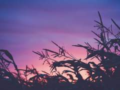 기사단의 어느날