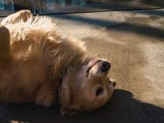 12/14 스팁토니 전력 - cutest penalty