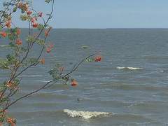 Cherry ice in Summer