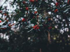 겨우살이 아래에서