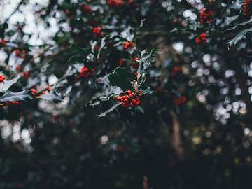 겨우살이 아래에서