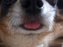 쪼꼬 모에화 모음