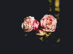 레이디버그 썰 3