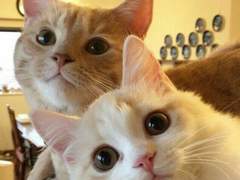 [슈짐] 마이 러블리 키티 14