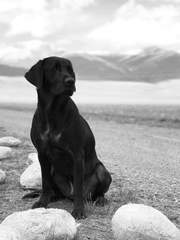 [해리포터] 나의 사랑스러운 검은 강아지