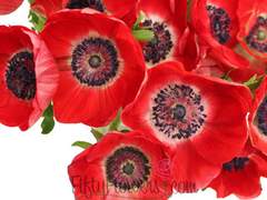 [채햄] 아네모네의 전설