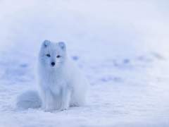 늑대 한 명, 인간 한 마리