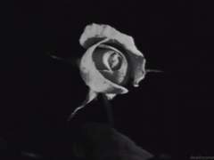 [원백] 영원히 시들지 않는 장미꽃은 없어