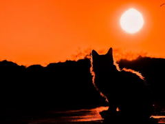 [명탐정코난] 이상한 여자 (신시)