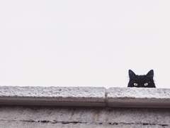 피터+토니) 크리스마스에 고양이가 올까요