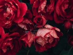 D. S의 인생사 (1)