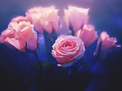 처음이자 마지막이 될,