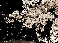 [세준] 토끼잡이 #3