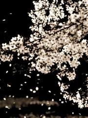 [세준] 토끼잡이