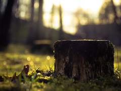 [육섭] 나뭇등걸 - 블루 돌(blue-doll)