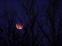 [다무바레] 토끼몰이-1