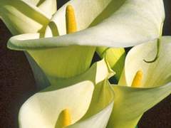 [이솔렛] 어떤 시작과 끝