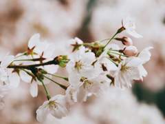 연각몽(連覺夢) 00