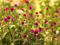 [망기무선] 惡夢