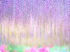 발간 회지 구매자용 비밀번호