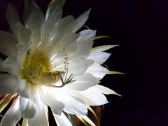 도플라밍고-로우-코라손 관계와 구원