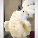 유라시안씨-발무새