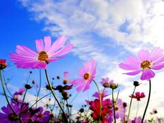 하늬바람에 살랑이는 순정