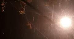 [안화여휘] 그 꽃말의 의미를