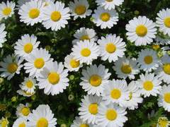 [백첸] Marguerite 02