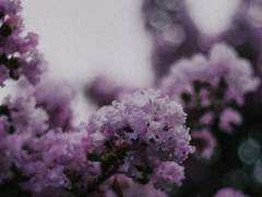 To 센 L. 에브게니아