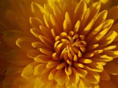 [테오매니] 황국