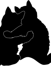 그들이 어린 고양이였을 때