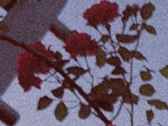 미숙하기 이를 데 없는 나의 사랑을 증오했다 (上)