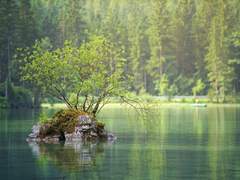 늑대 한 명, 인간 한 마리