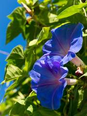 나팔꽃과 카세씨