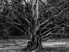 쌍섭) 쥘부채에 술잔을 기울이며 -1 (미완성)