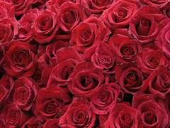 평생을 당신 곁에 머물 우리는