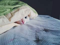 [세나안즈]숨바꼭질