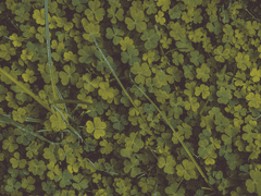 남욱영진 - Clover Rings