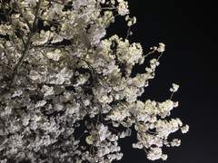 벚꽃을 닮은 사람