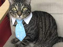 1961년, 커피를 금지하라