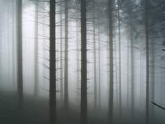 닻과 덫 사이에서