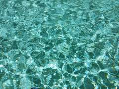 꽃나무 위의 작은 새야,