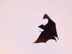 어수룩한 뱀파이어