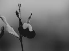 희신광요) 당신을 잃은 날