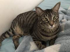 인어, 혹은 발 달린 물고기