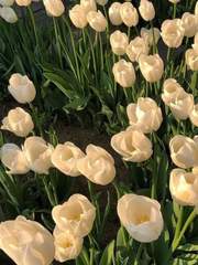 뱀의 머리를 내빼고