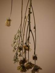 쿠로코의 농구 단편